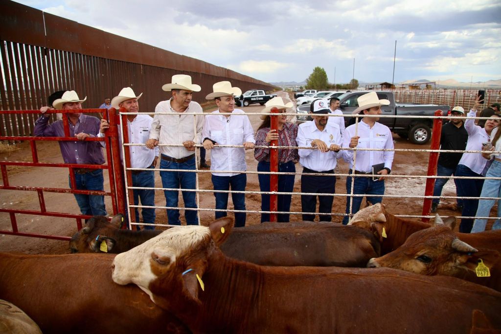 Gobernador Durazo reanuda exportación de ganado a Estados Unidos; Sonora es el primer estado en&nbsp;México