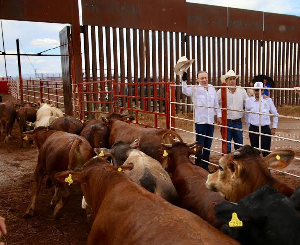 Es un hecho la reactivación de exportación ganadera  a Estados Unidos: Gobernador&nbsp;Durazo